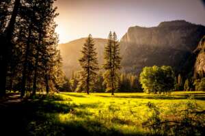 Forest Meadow u2013 FooGallery Sample Image 6
